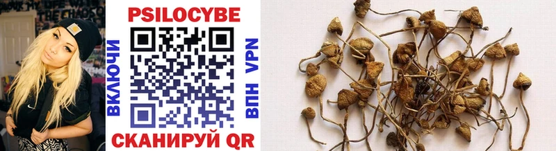 где купить   Опочка  Галлюциногенные грибы Psilocybine cubensis 